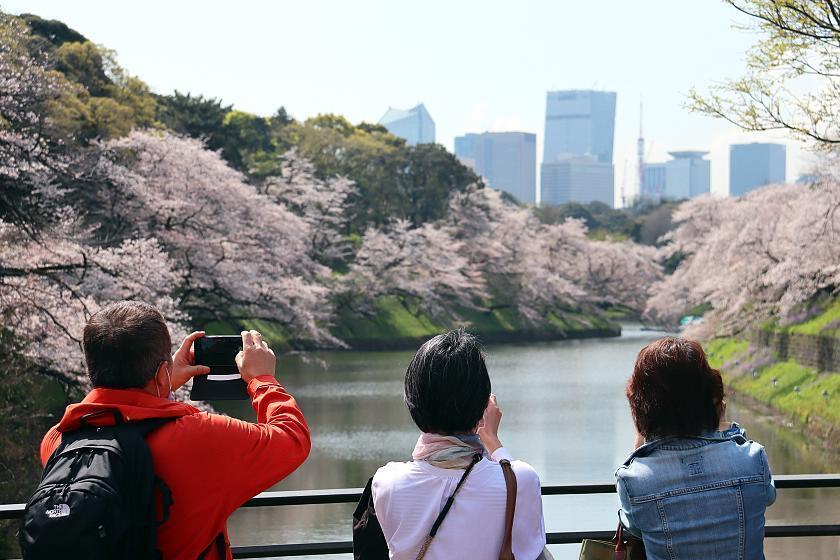 Cherry Blossom Reports 2023 - Osaka: Petals Starting To Fall