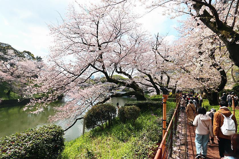 Cherry Blossom Reports 2023 - Osaka: Petals Starting To Fall