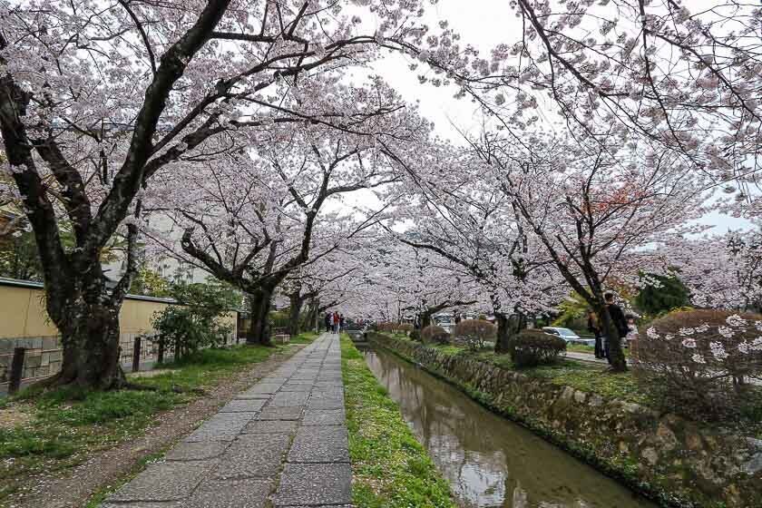 Cherry Blossom Reports 2023 - Osaka: Petals Starting To Fall