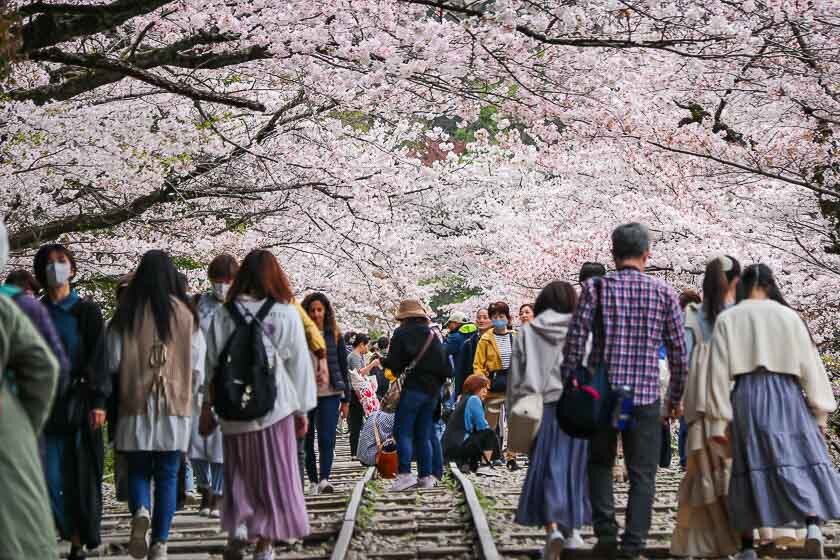 Cherry Blossom Reports 2023 - Kyoto: Petals Starting To Fall