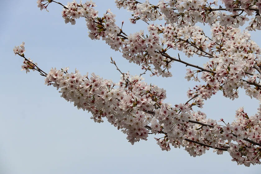 Cherry Blossom Reports 2023 - Kyoto: Petals Starting To Fall