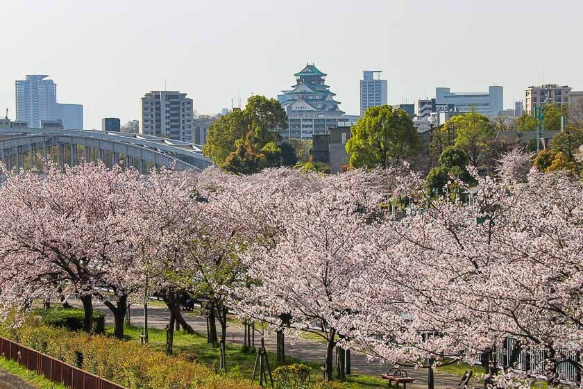 Cherry Blossom Reports 2023 - Osaka: Petals Starting To Fall