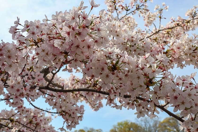 Cherry Blossom Reports 2023 - Osaka: Petals Starting To Fall