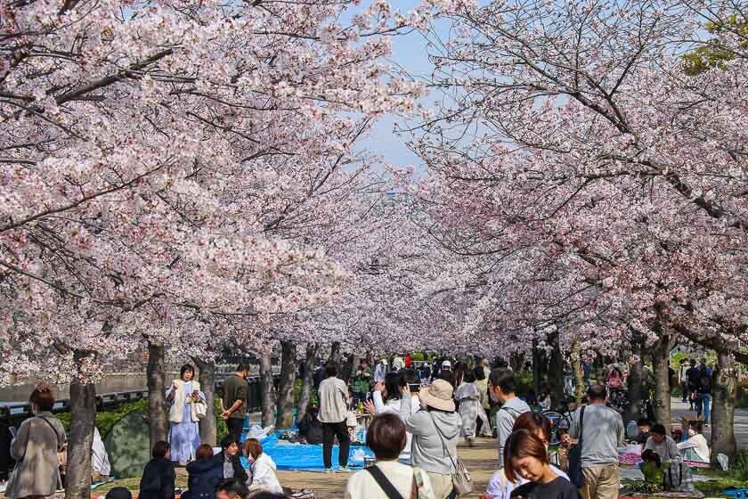 Cherry Blossom Reports 2023 - Osaka: Petals Starting To Fall