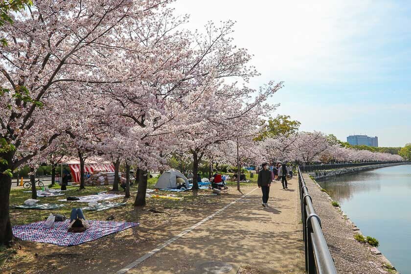 Cherry Blossom Reports 2023 - Osaka: Petals Starting To Fall