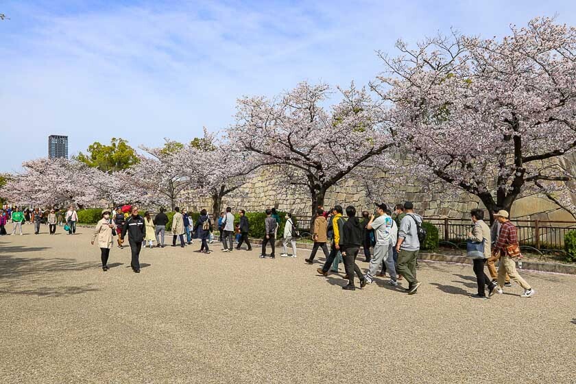 Cherry Blossom Reports 2023 - Osaka: Petals Starting To Fall