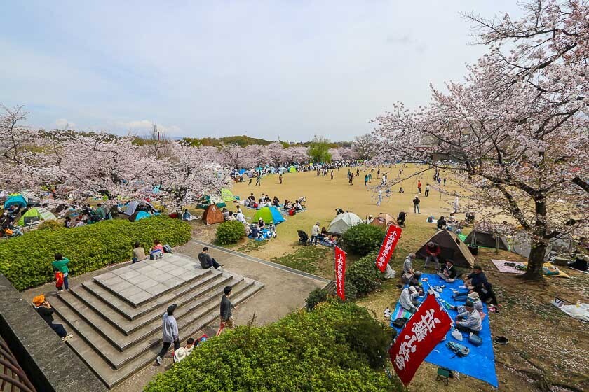 Cherry Blossom Reports 2023 - Osaka: Petals Starting To Fall