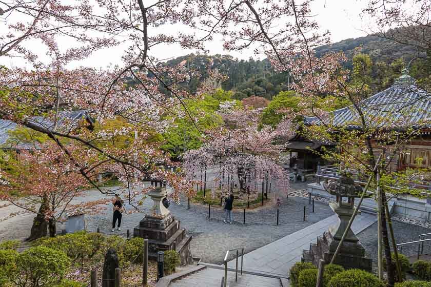 Cherry Blossom Reports 2023 - Kyoto: Petals Falling