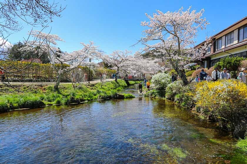 Cherry Blossom Reports 2023 - Mount Fuji: Full Bloom