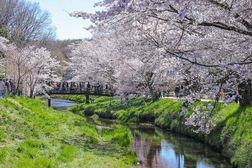 Cherry Blossom Reports 2023 - Mount Fuji: Full Bloom