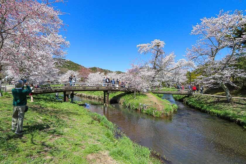 Cherry Blossom Reports 2023 - Mount Fuji: Full Bloom