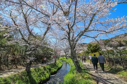 Cherry Blossom Reports 2023 - Mount Fuji: Full Bloom