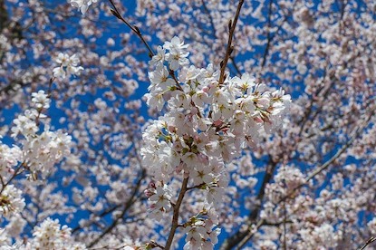 Cherry Blossom Reports 2023 - Mount Fuji: Full Bloom