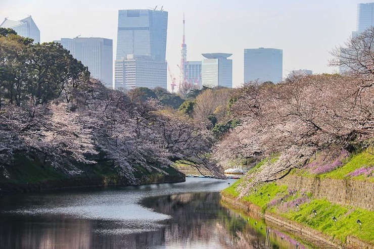 Cherry Blossom Reports 2023 - Tokyo: Approaching Full Bloom