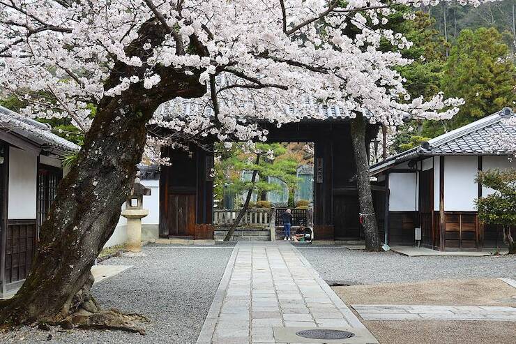 Cherry Blossom Reports 2023 - Kyoto: Full Bloom