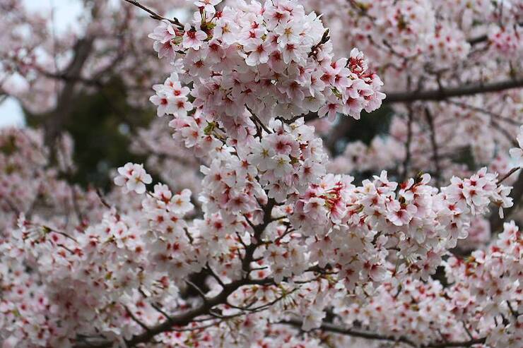 Cherry Blossom Reports 2023 - Kyoto: Full Bloom