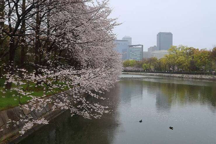 Cherry Blossom Reports 2023 - Osaka: Full Bloom