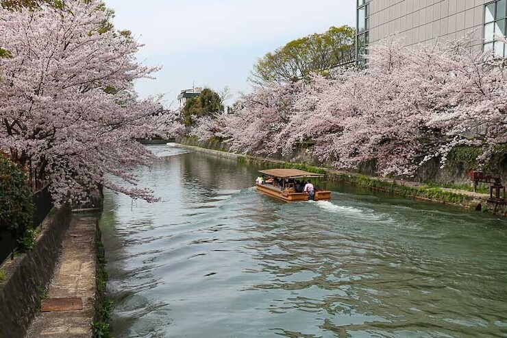 Cherry Blossom Reports 2023 - Kyoto: Petals Starting To Fall