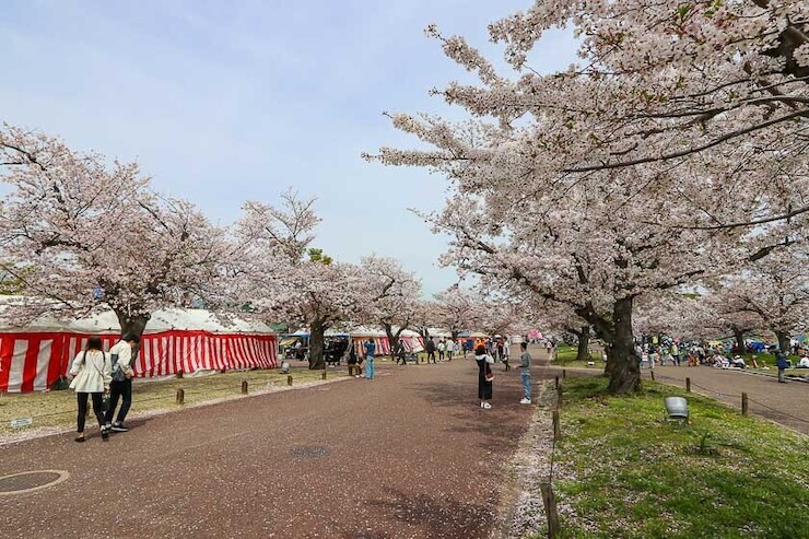 Cherry Blossom Reports 2023 - Osaka: Petals Starting To Fall