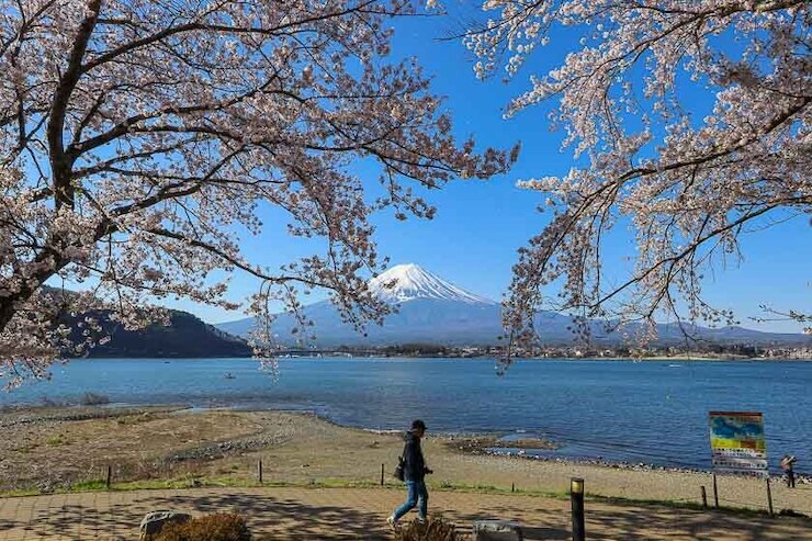 Cherry Blossom Reports 2023 - Mount Fuji: Full Bloom