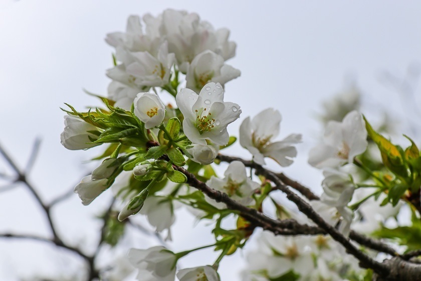 Cherry Blossom Reports 2024 - Fukuoka: Just Opened