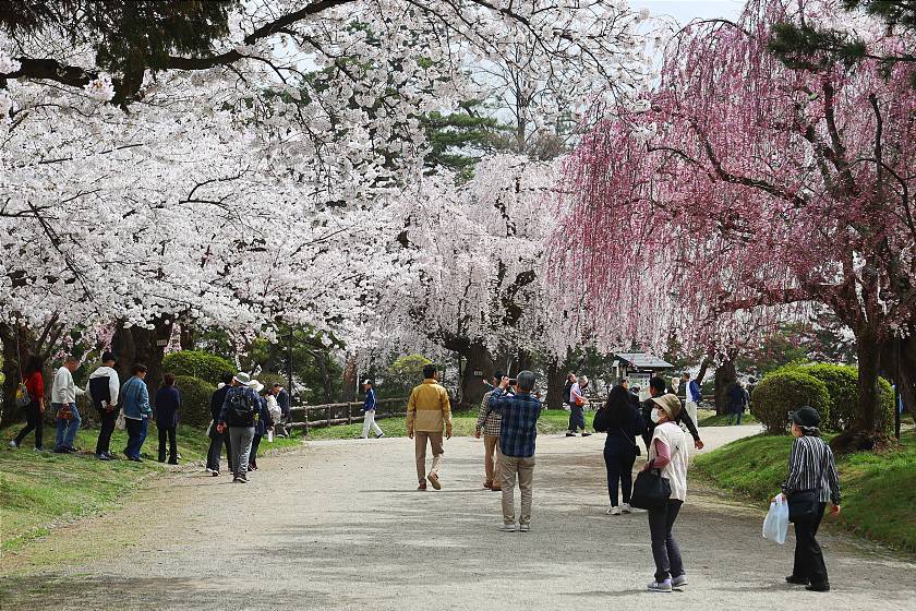 Cherry Blossom Reports 2024 - Hirosaki: Full Bloom