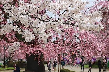 Cherry Blossom Reports 2024 - Hirosaki: Full Bloom