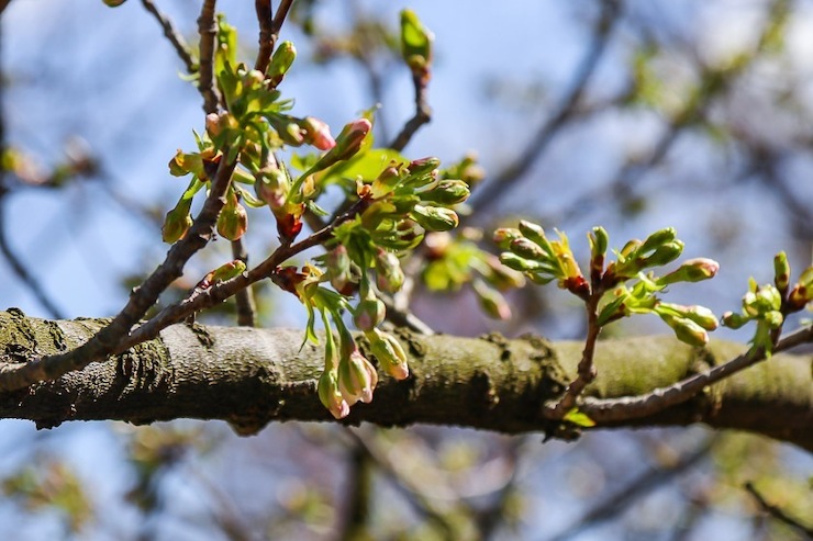 Cherry Blossom Reports 2024 - Kyoto: Still Closed