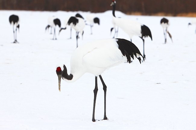 Sam's Japan Travel Journal: Crane Watching in Kushiro