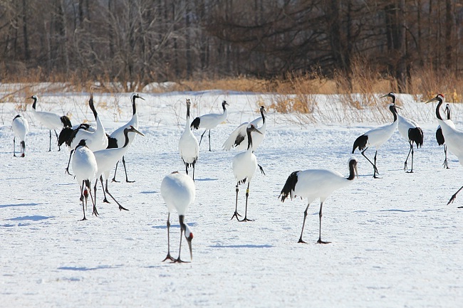 Sam's Japan Travel Journal: Crane Watching in Kushiro