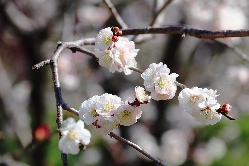 Sam's Japan Travel Journal - Mito Plum Blossom Report