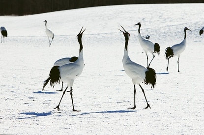 Sam's Japan Travel Journal: Crane Watching in Kushiro