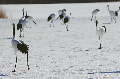 Sam's Japan Travel Journal: Crane Watching in Kushiro