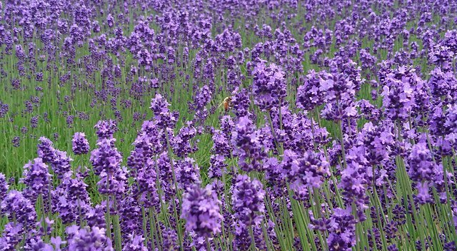 Japan Travel Reports: Hokkaido Day 12 - The Lavender Fields of Furano