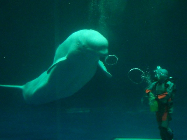 Beluga whales create art in Japan aquarium