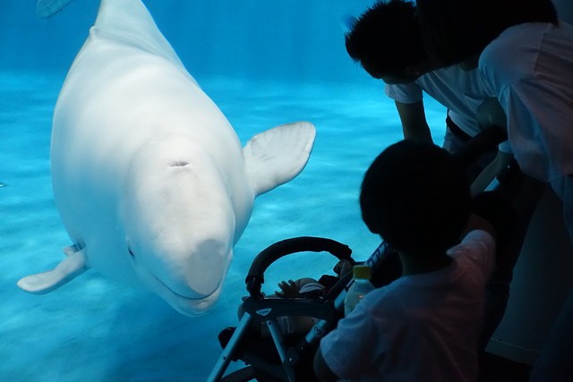 Beluga whales create art in Japan aquarium