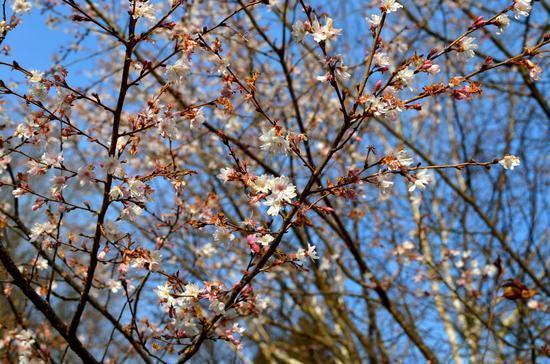 Japan Travel Reports Winter Cherry Blossoms At Joumine Kouen
