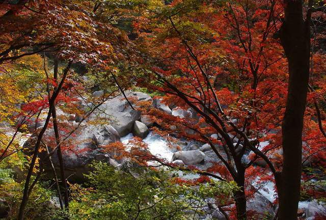 Japan Travel Reports: Shosenkyo Gorge - Autumn Report