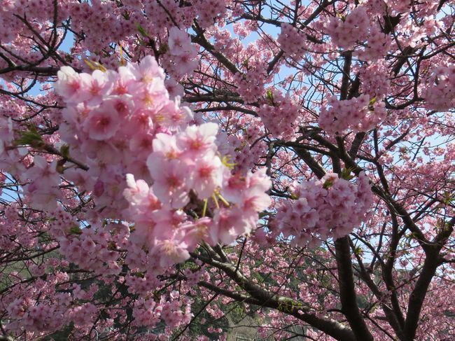 Japan Travel Reports: Minami-Izu Cherry Blossom Festival