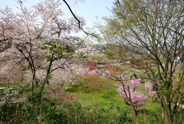 Japan Travel Reports: Obuse - Cherry Blossom Report