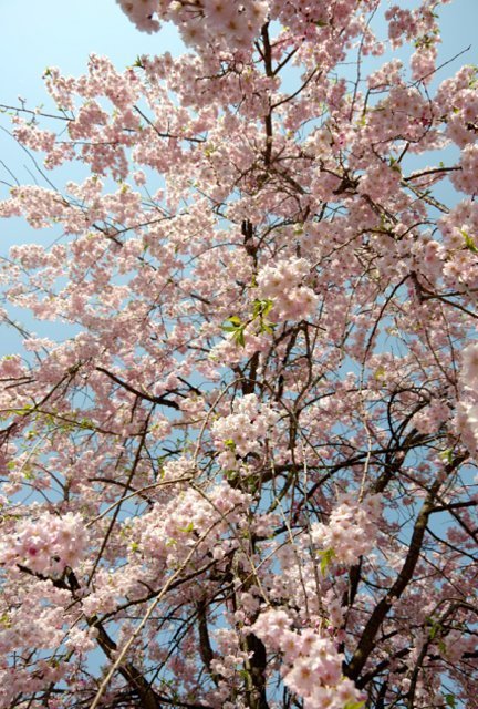 Japan Travel Reports: Obuse - Cherry Blossom Report