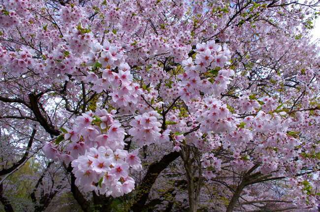 Japan Travel Reports: Yamagata Cherry Blossom Report