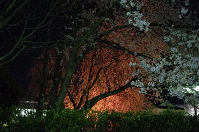 Japan Travel Reports: Yamagata Cherry Blossom Report