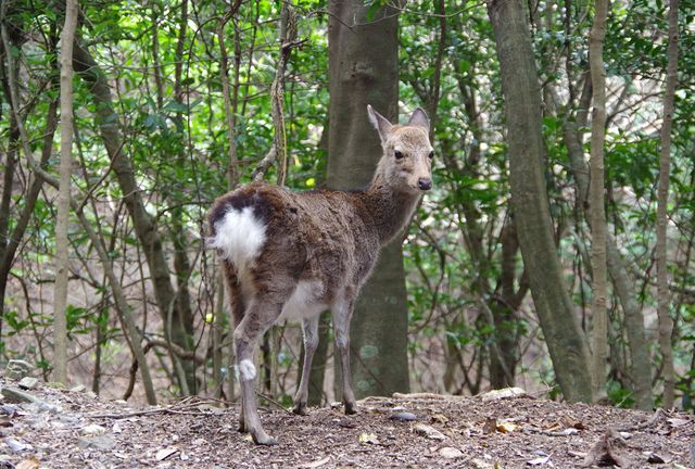 Japan Travel Reports: Yakushima Drive - Kagoshima