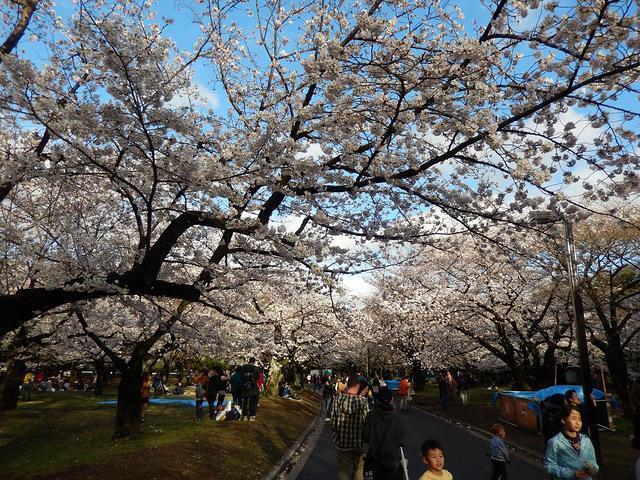 Japan Travel Reports: Cherry blossom Yoyogi-Park (Tokyo)