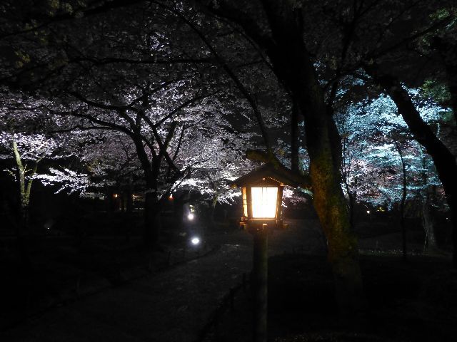 Japan Travel Reports: Night illumination at Kenrokuen Garden and ...