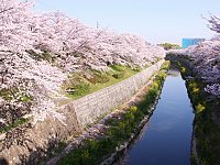 Best cherry blossom spots in Nagoya Nagoya Hanami Spots