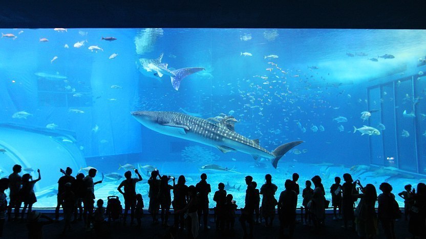 Churaumi Aquarium - Okinawa Travel