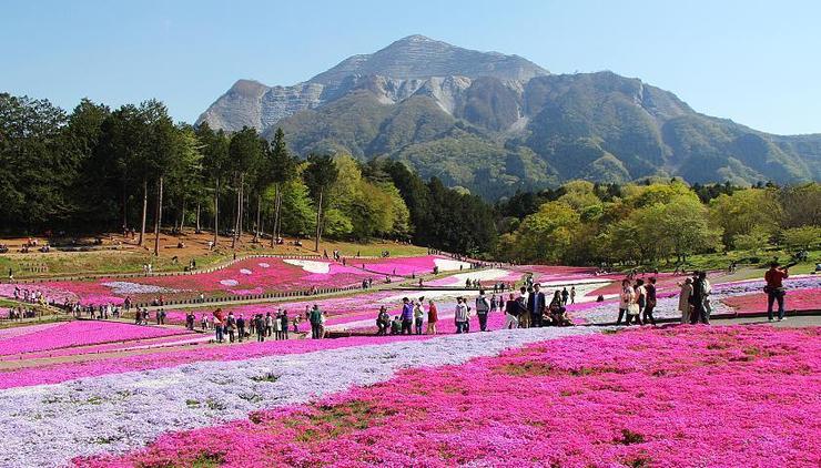 Hitsujiyama Park - Chichibu Travel