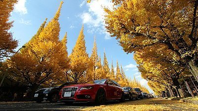 japan autumn leaves tours